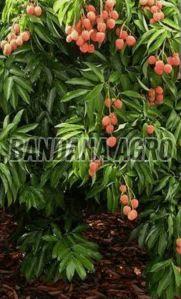 Sweet Litchi Plant