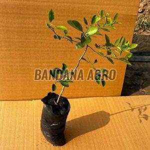 Well Watered Lime Plant