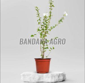 White Hibiscus Flower Plant