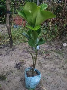 Well Watered Lime Plant