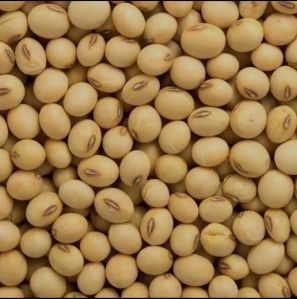 Organic Soybean Seeds