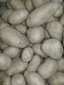 Potato