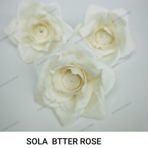 Butter Sola Wood Rose