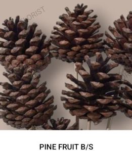 Natural Brown Pines Cones
