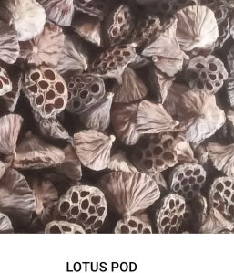 Natural Dried Lotus Pods