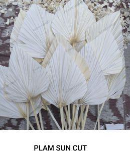 Sun Cut Palm Leaves
