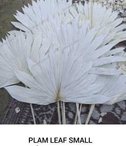 White Small Palm Leaves