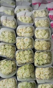 Fresh White Rose (Alvanche)