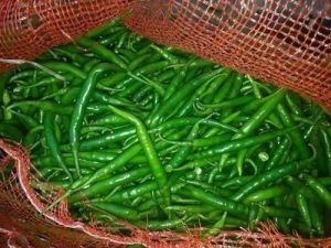 Green Chilli