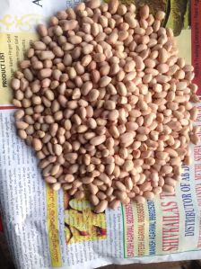 Groundnut Seeds