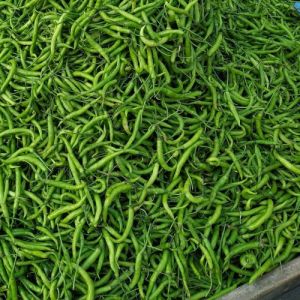 Fresh Green Chilli