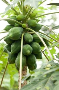 Fresh Green Papaya