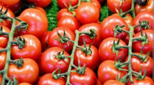 Tomato