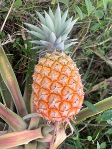 Fresh Pineapple