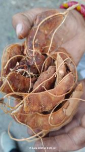 Raw Tamarind