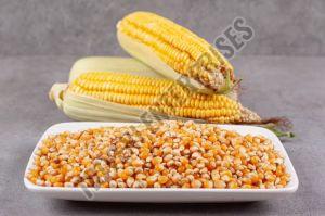 Yellow Maize Seeds