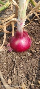 nasik red n53 onion