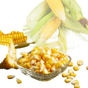 Maize
