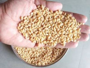 Wheat Seeds