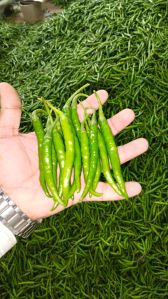 Green Chilli