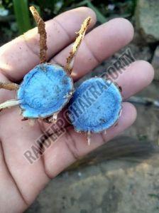 Black Turmeric