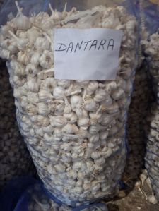Dantara Fresh White Garlic