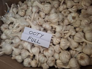 Ooty Dntara Fresh White Garlic