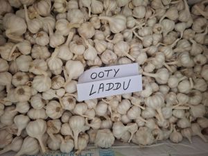 Ooty Laddu Fresh White Garlic