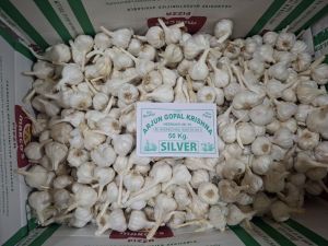 Silver Fresh White Garlic