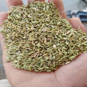 Fennel Seeds