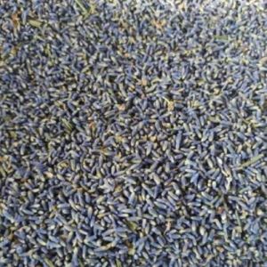 Lavender Flower Buds