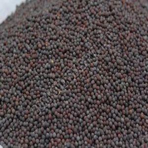 A Grade Mustard Seeds