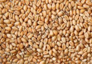 A Grade Sehore Wheat Grain