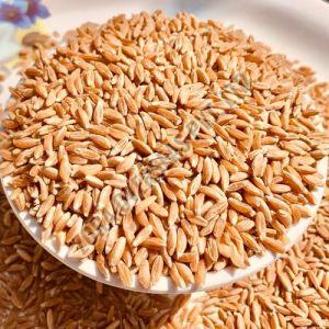 Brown Organic Khapli Wheat Grain