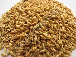 Organic Barley Seeds