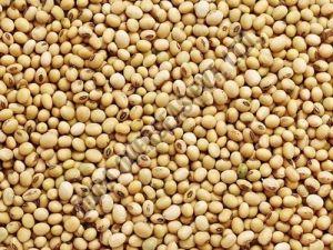 Organic Soybean Seeds