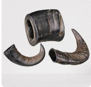 Buffalo Horn Dog Chew