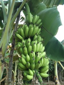 natural poovan banana powder