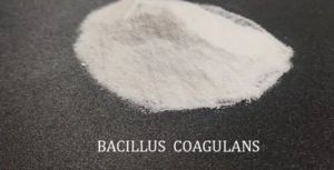 Bacillus Coagulans