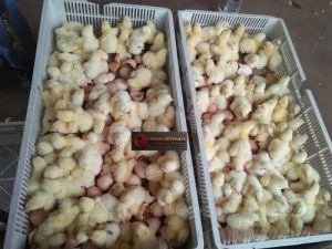 10 Day Old Broiler Chickens