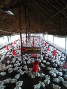 Broiler Poultry Farm Chicks