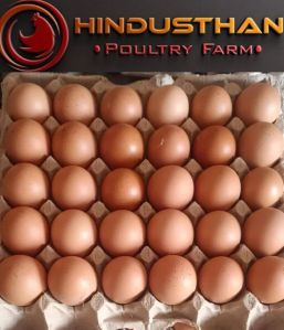 BV380 Brown Eggs