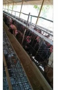 Desi Kaveri Poultry Chicks