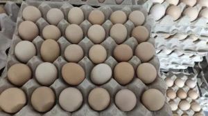 Kadaknath Chicken Egg