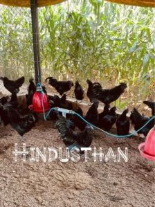Kadaknath Hen Chickens