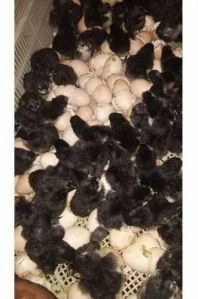 Kairali Country Chicks