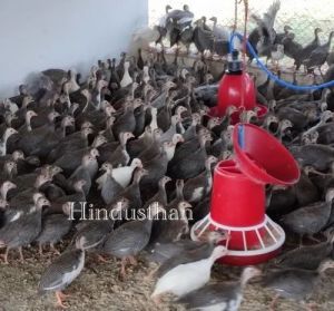 Kinni Koli Poultry Chicks