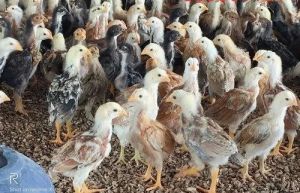 Nadan Kozhi Kunjungal Chicks