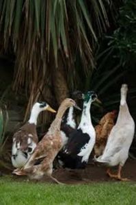 Nattu Vaathu Indian Runner Duck Poultry Chicks