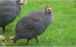 One Month Helmeted Guinea Fowl Chicks